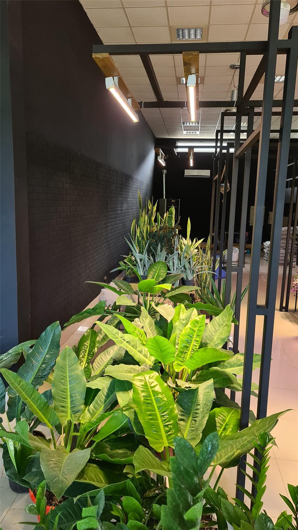 راهنمای خرید لامپ رشد گیاه